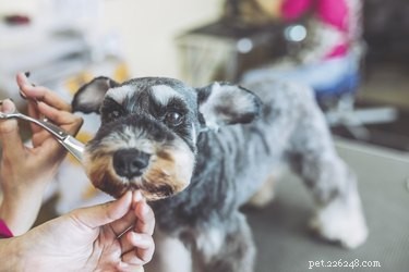 Como posso segurar meu cachorro para que eu possa aparar os pelos ao redor dos olhos?