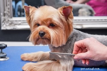 どうすれば犬を静止させて、目の周りの髪の毛を整えることができますか？ 