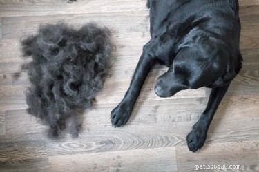 Hoe krijg je hondenhaar uit een wasmachine voor kleding
