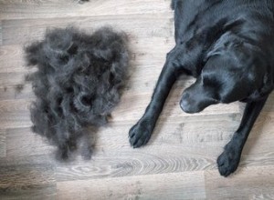 衣類の洗濯機から犬の毛を取り出す方法 