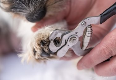 Как подстричь отросшие когти собаке