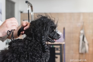 犬のつや消しの髪を取り除く方法 