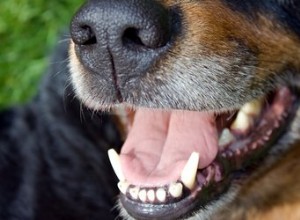 Como desinfetar a boca de um cachorro