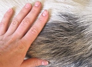 犬の毛からワックスを取り除く方法 