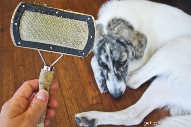 Hoe krijg je wax uit hondenhaar