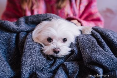 Come curare la faccia di un cane maltese ed evitare le macchie di lacrime