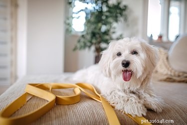 Hoe het gezicht van een Maltese hond te verzorgen en traanvlekken te voorkomen