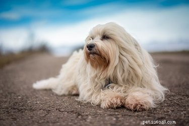 Hoe het gezicht van een Maltese hond te verzorgen en traanvlekken te voorkomen