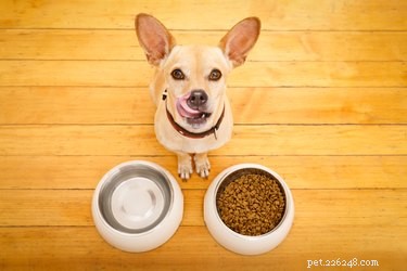 Nourriture maison pour Chihuahuas