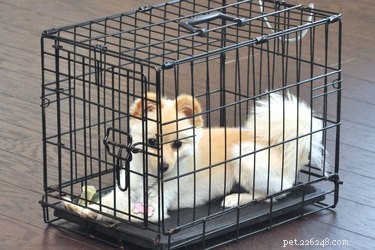 Comment plier une cage métallique pour chien