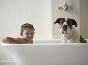 Recept na domácí bezoplachový šampon pro psy
