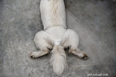 Как сделать самодельный подгузник для собаки, у которой течка