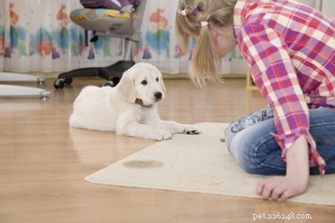 Je pro vás zápach psí moči v domě špatný?
