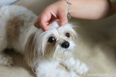 Come curare la forfora dei cuccioli