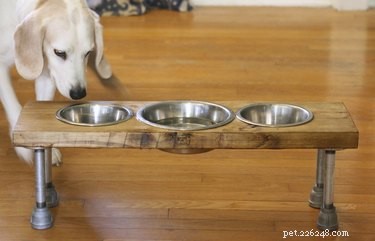 Como fazer um alimentador elevado para cães