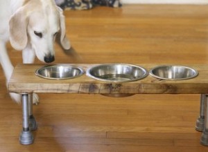 Comment fabriquer une mangeoire surélevée pour chien