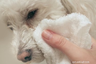 Como remover manchas marrons ao redor da boca dos cães