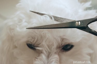 Bruine vlekken rond de mond van honden verwijderen