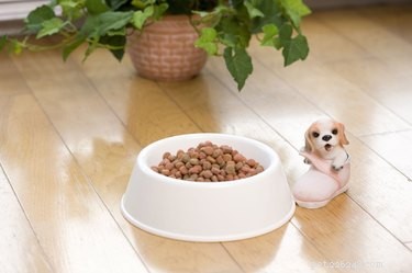 La meilleure nourriture pour chiens contre les allergies cutanées