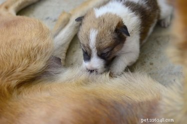 Op welke leeftijd lopen pasgeboren puppy s?