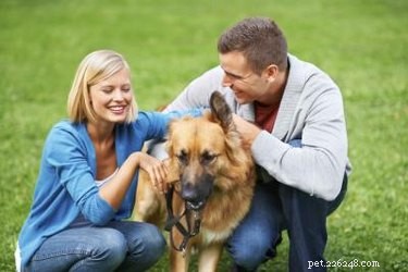 Cibi per cani consigliati dai veterinari