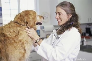 Krmivo pro psy doporučené veterinářem