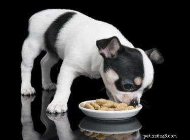 Alimentos para cães recomendados por veterinários