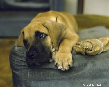 Корма для собак, рекомендованные ветеринарами