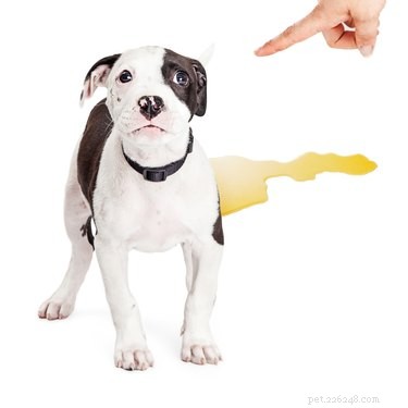 Come eliminare l odore di pipì di cane