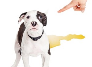 Jak se zbavit zápachu psího čůrání