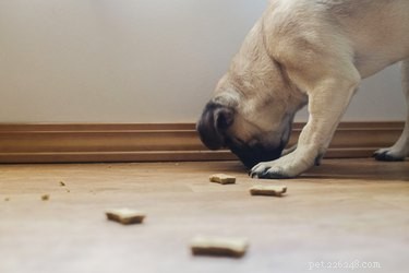 Ricette facili di biscotti per cani