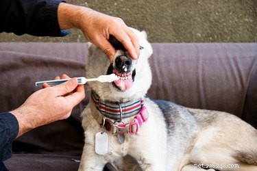 Dentifricio per cani fatto in casa
