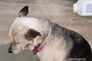 Recept för torrschampo för hundar