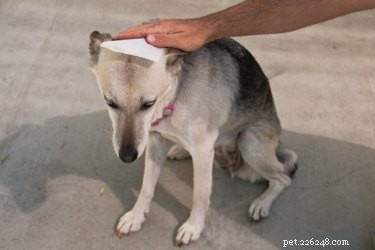 Droogshampoorecept voor honden
