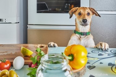 Come preparare cibo per cani a basso contenuto proteico