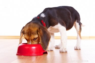 Como fazer comida de cachorro com baixo teor de proteínas