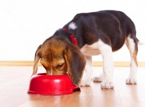 Hur man gör hundfoder med låg proteinhalt