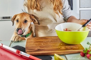 Come preparare cibo per cani a basso contenuto proteico