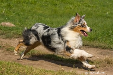 À quelle vitesse les chiens peuvent-ils courir ?