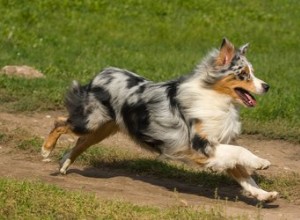 犬はどれくらい速く走ることができますか？ 