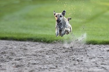 Hur snabbt kan hundar springa?