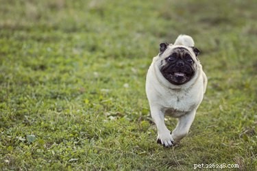 À quelle vitesse les chiens peuvent-ils courir ?