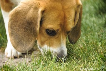 강아지가 소변 냄새를 맡는 이유는 무엇입니까?