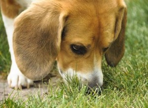 강아지가 소변 냄새를 맡는 이유는 무엇입니까?