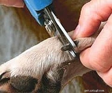 Jak ostříhat obtížnému psovi drápky/nehty