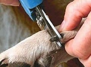 Hur man klipper en svår hunds klor/naglar