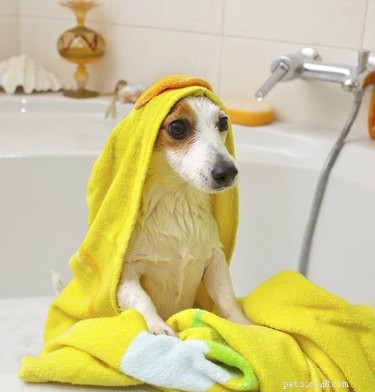 Hoe vaak moet je een hond in bad doen?