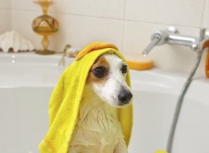 Com que frequência você deve dar banho em um cachorro?