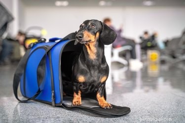 Quanto custa enviar um cachorro sozinho em um avião?