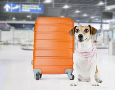 Quanto custa enviar um cachorro sozinho em um avião?